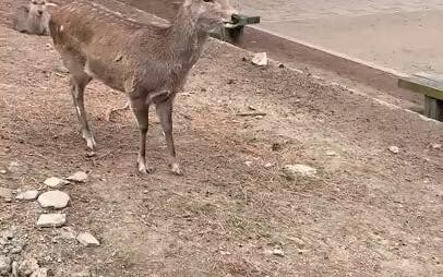 ที่ Deer Park ในญี่ปุ่น