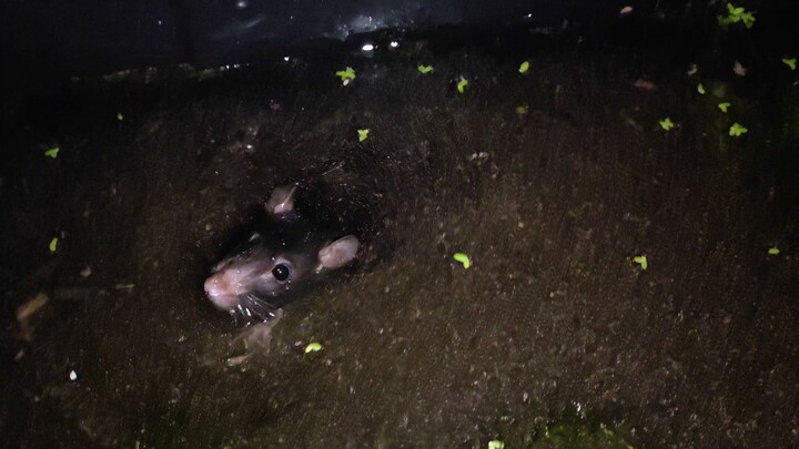 Mini fish farm ❤️ #BiliBili #Sad moments