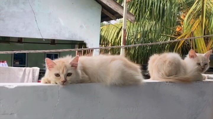 Kucing sedang berbaring di teras