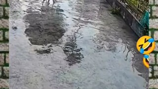 funny cute dog