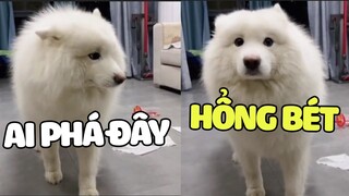 PHÁ CHO ĐÃ RỒI GIẢ NGÂY THƠ, DIỄN KHÁ LẮM SAM 🤣 | Pets TV