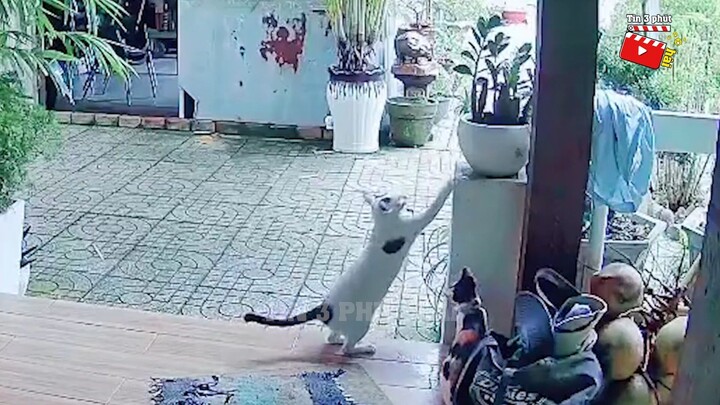 Con này đáng phải cho ăn dấm