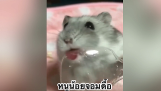 สัตว์เลี้ยง เพื่อนขนปุย : หนูน้อยจอมดื้อ