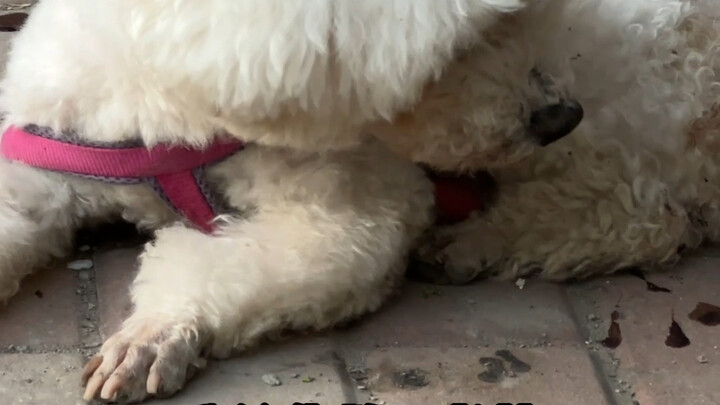 Dog owners can't see this.