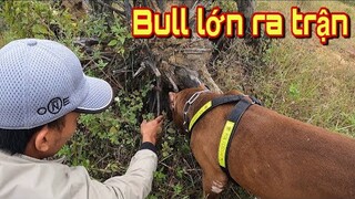 Pit Bull Thợ Săn Số 1 Việt Nam Trở Lại Truy Tìm Dấu Vết Quái Thú | Thạch TV