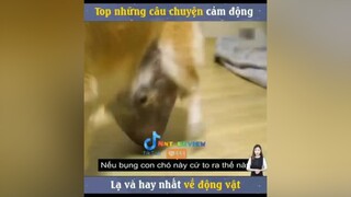 chữa bệnh cho chú chó mereviewphim nntreview2 reviewphimhay