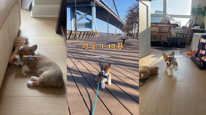 Ayo kita mengenal si Corgi kecil, Winston!
