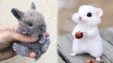 AWW SO CUTE! Cutest baby animals Videos Compilation Cute moment of the Animals - Cutest Animals #64