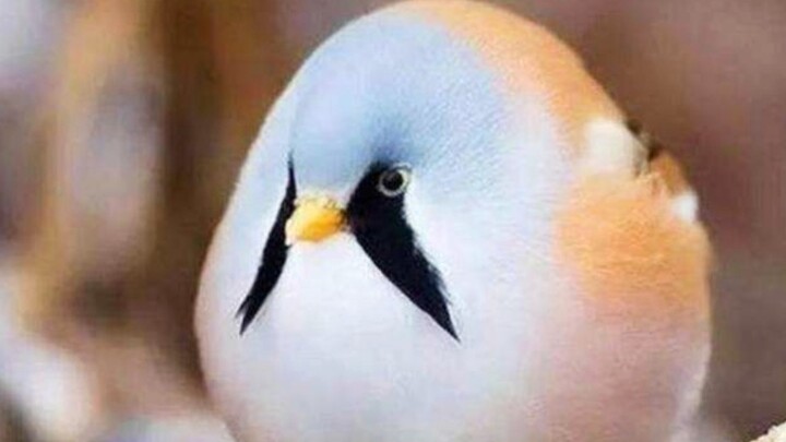 "I'm not fat, I'm just furry"