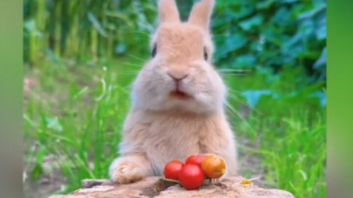 A little bunny hiccuping—just in case you haven’t seen it yet