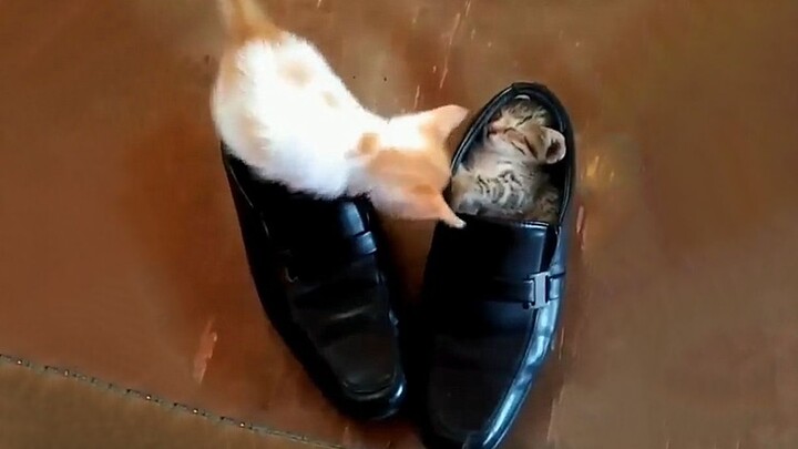 الهريرة الصغيرة متوترة جدًا! لماذا تستطيع هي النوم هناك وأنا لا؟