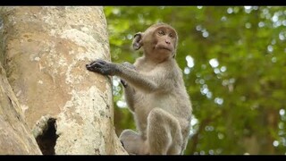 Wow...Amazing Janet Use Only One Hand For Claim The Tree, Poor Baby Janet Hands Much Better Now