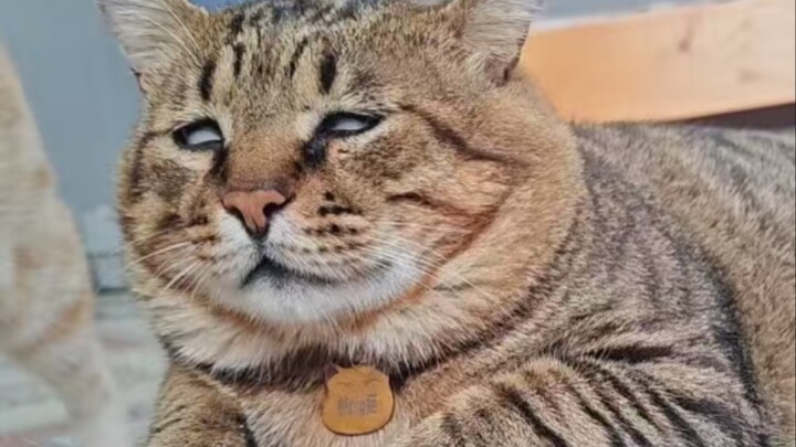 مثل هذه الدابة ستلفت الأنظار بالتأكيد عند الخروج!