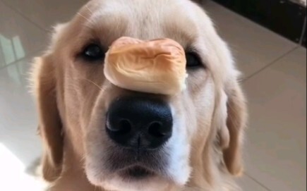 Anjing golden retriever yang minta makan, lucu sekali! Ini mungkin golden retrieber paling manja di 
