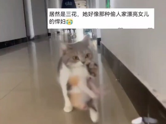 A cat went outside and brought back a kitten—netizens: “a child bride”