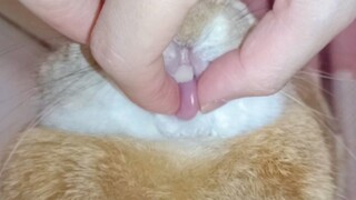 I pulled the bunny's tongue! ! ! QQ bouncy pinch