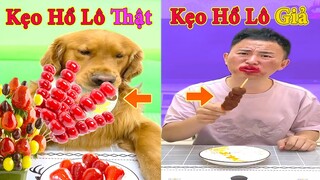 Thú Cưng TV | Đa Đa Thánh Chế #6 | Chó Golden Gâu Đần thông minh vui nhộn | Pets cute smart dog