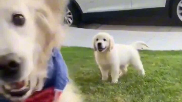 สุนัขปลอบใจ: มาแล้วนะน้องชายตัวเล็ก