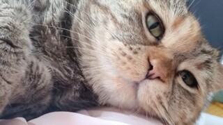 猫猫说的很好，只是老母亲有点胸闷