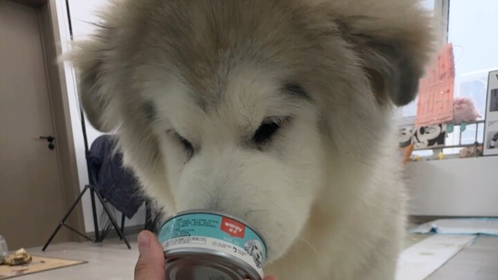 Hậu quả do một hộp thức ăn cho chó gây ra...