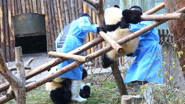 Giant Panda|Feeder Dads Collecting Hehua&Heye