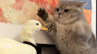 لذيذ: واو، يا ملكة، أنت رائعة جدًا