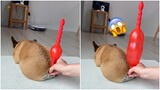 Funny Dog Farts In Balloon - Super Dogs Reaction Videos