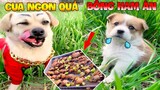 Thú Cưng Vlog | Bông Bé Bỏng Ham Ăn Và Bí Ngô #3 | Chó thông minh vui nhộn | Smart dog funny pets