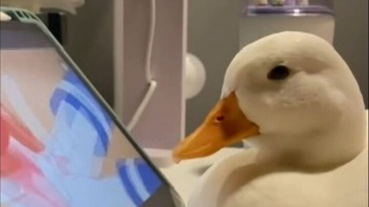 Khi bạn dùng tay nâng vịt Colley lên, nó sẽ lộ rõ vẻ mặt hoảng sợ và vẫy vẫy đôi chân nhỏ để bạn đặt