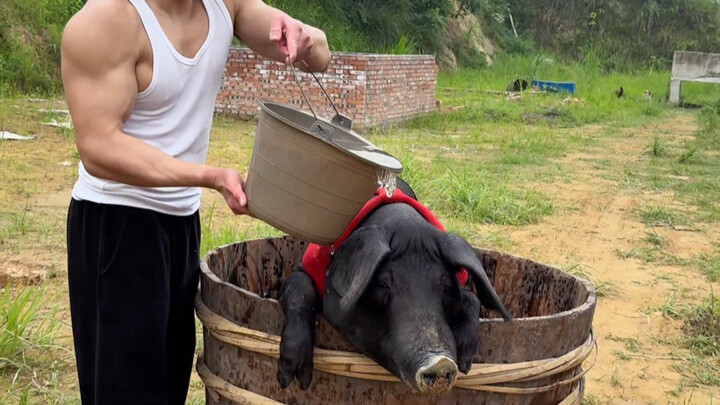 จริงๆ แล้วหมูของฉันมีวินัยมาก ไม่เชื่อก็ลองดูคลิปนี้ให้จบเลย (วันที่ 74 ของการพาหมูออกกำลังกายลดไขมั
