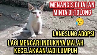 Anak Kucing Menangis Mencari Induknya Sambil Ngesot Karena Kecelakaaan Di Jalan..!