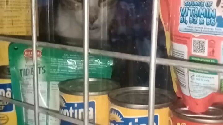 meow meow bili ako