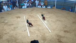 sug obon roosters Dan gray 1st fight Aug 18 ,2024