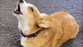 Dog|Naughty Corgi