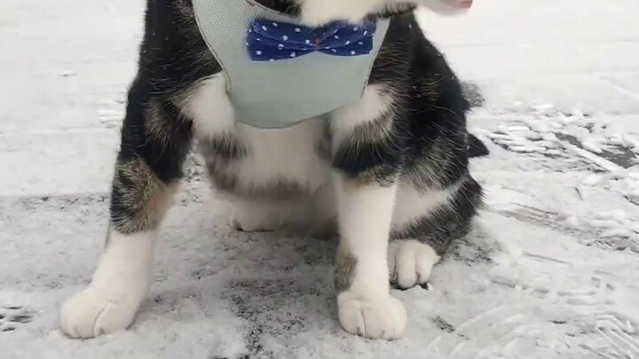 ไม่ค่อยเห็นหิมะเลยตื่นตระหนก [ฉี่เป็นแมว]