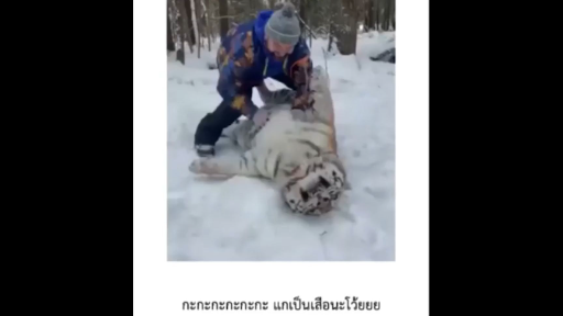 แกเป็นเสือนะโว้ยยยย