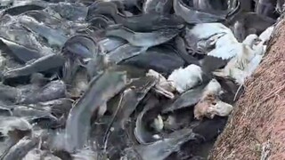 Bagaimana jika yang diberikan untuk makan ikan adalah dirimu?