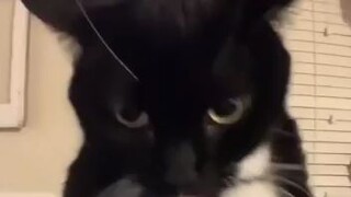 cat dancing