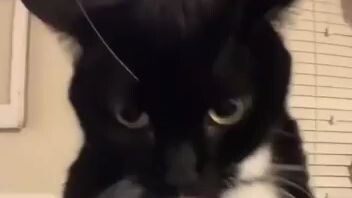 cat dancing