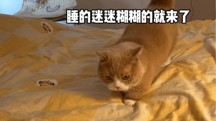 当我家猫错把来家过夜的闺蜜认成了我…第一次从猫眼睛里看到了尴尬 哈哈哈哈