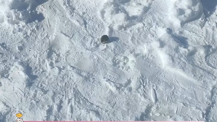 The mice in the north are so tiny!