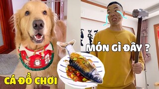 Tứ Mao | Khi TỨ MAO Trổ Tài Nấu Ăn Cho PAPA Và Cái Kết 🤣 Gâu Đần Official