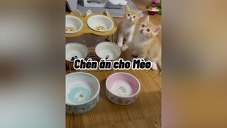 Chọn chén đi nàoooo. Một số thông tin mình tham khảo từ anh Huy của  🥰 mèo cat cute