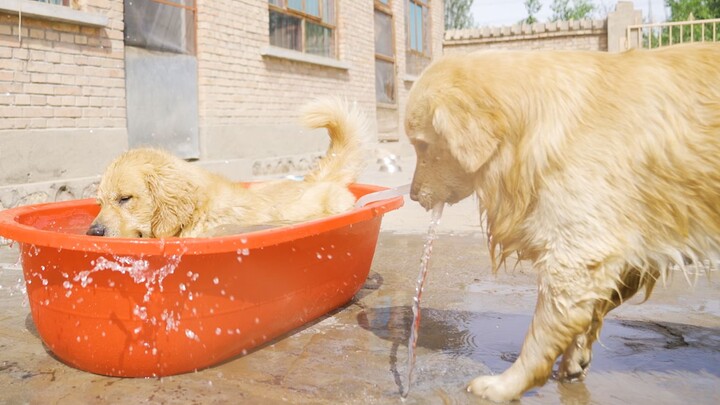 What Happens When You Give a Golden Retriever a Bowl of Water?