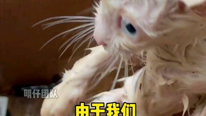 Picking up cats brings joy, poverty, and a glimpse of life’s myriad faces. But lately, I just can’t 