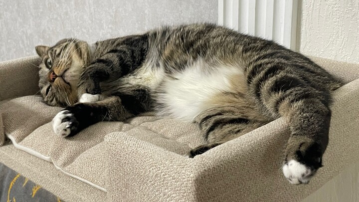 เจอแมวน้อยหมดสติข้างถนน ใช้การช่วยหายใจเทียมจนช่วยชีวิตไว้ได้สำเร็จ