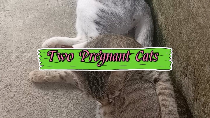 two pregnant cats🫶❤️😽