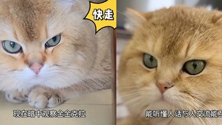 我家的两只猫都是弱智?