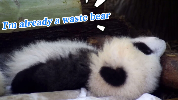 [Panda Chenglang] Sleeping...