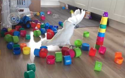 凤头鹦鹉推倒杯子后发出了反派的笑声